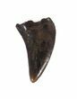 Raptor (Acheroraptor) Tooth - Montana #44941-1